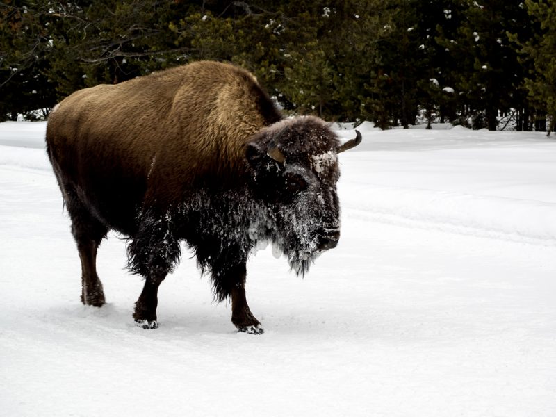 Bison