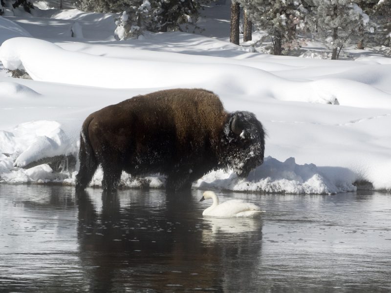 Bison and trumpeter swan