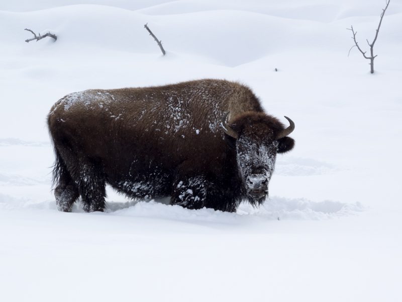 Bison in deep snow