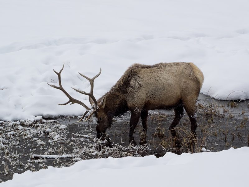Bull elk