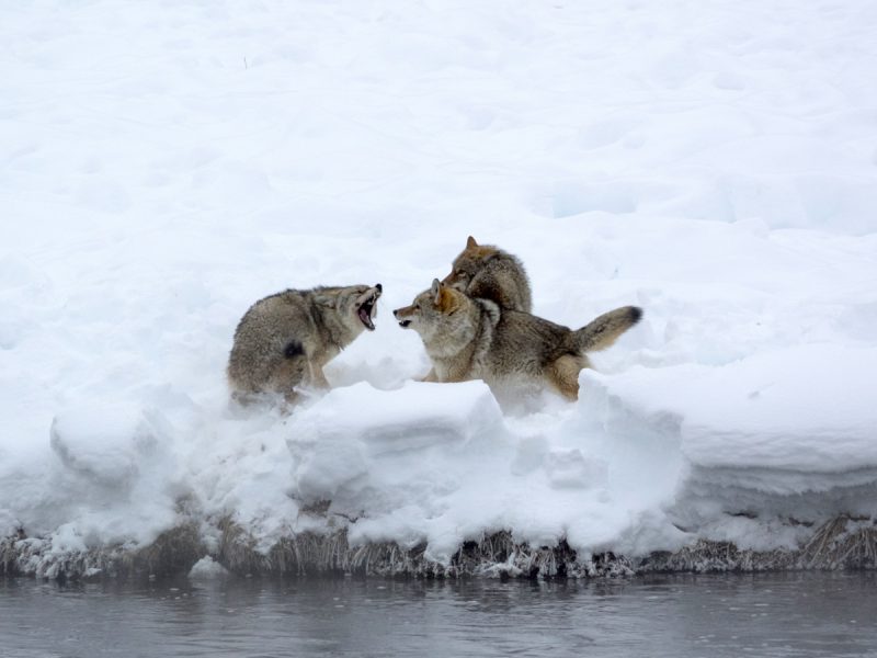 Coyote fighting