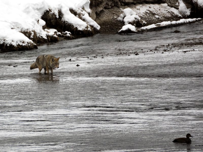 Coyote fishing