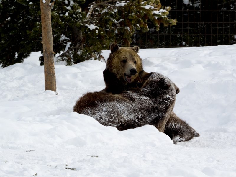 Grizzly bears wrestling