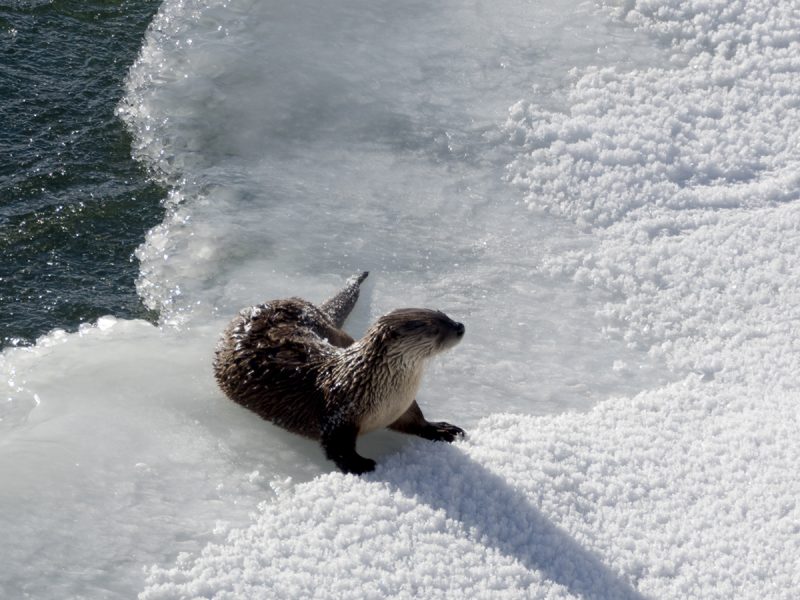 River otter