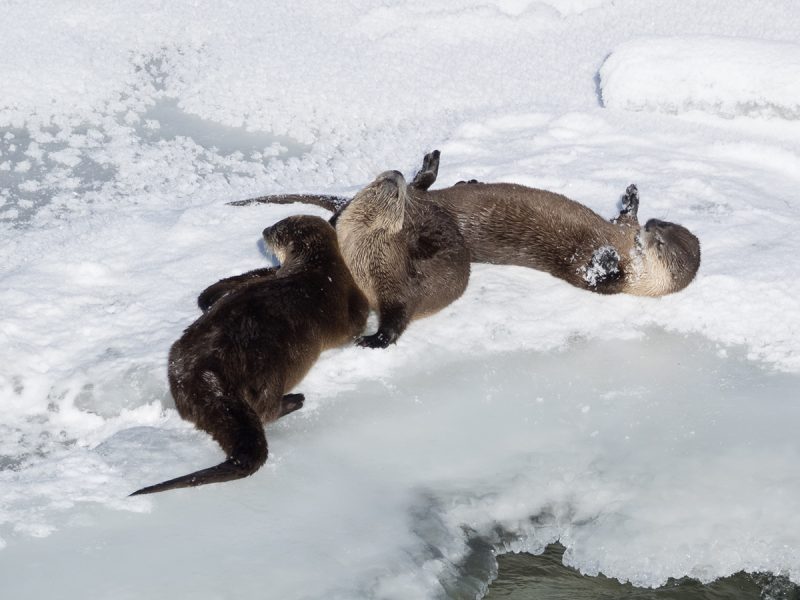 River otter family at play